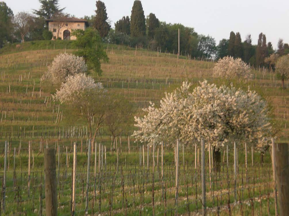 Willa Agriturismo Giorgio Colutta Manzano Zewnętrze zdjęcie