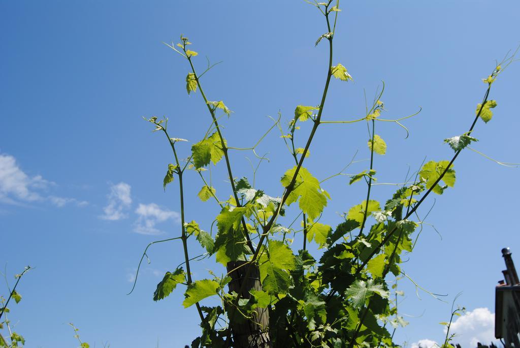 Willa Agriturismo Giorgio Colutta Manzano Zewnętrze zdjęcie