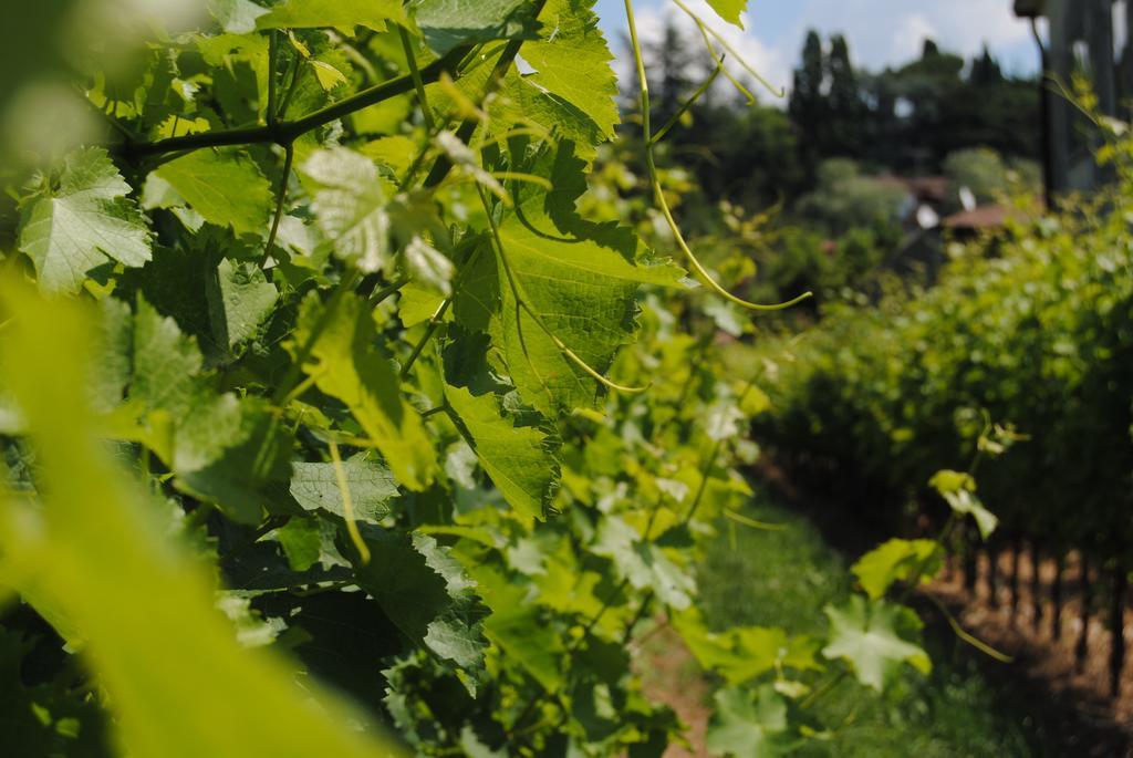 Willa Agriturismo Giorgio Colutta Manzano Zewnętrze zdjęcie